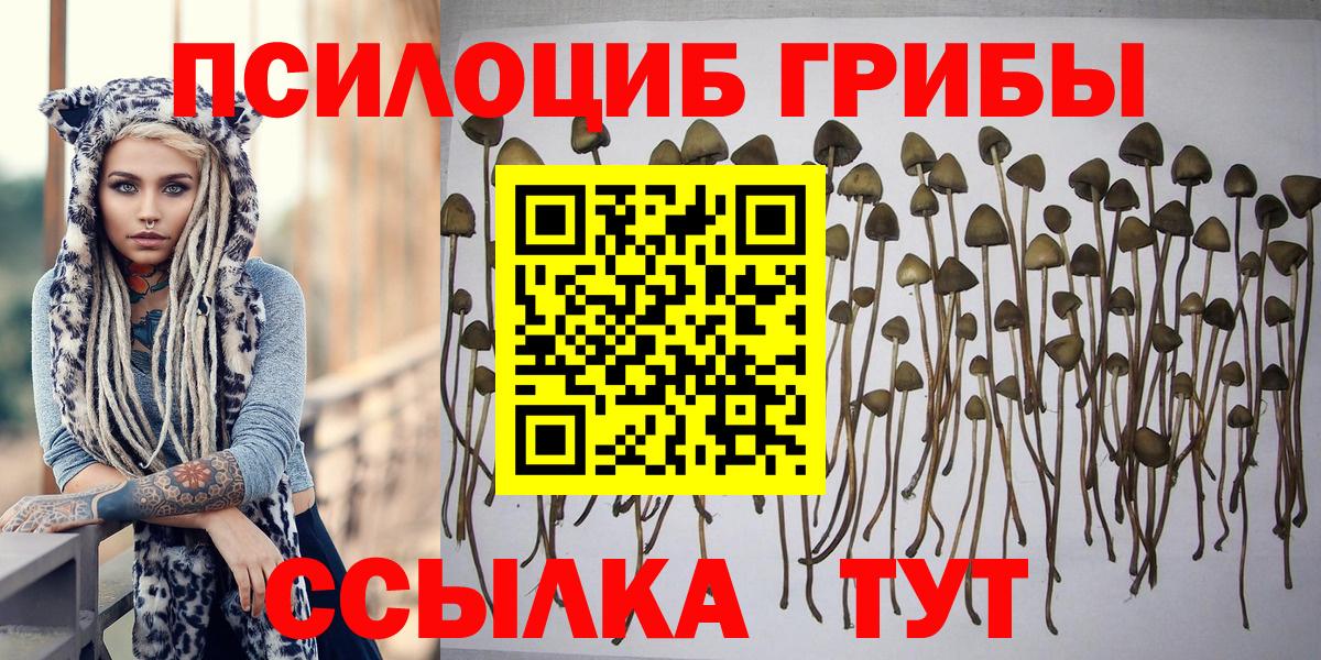 Нефтекумск  Галлюциногенные грибы Psilocybine cubensis  Вход с VPN 